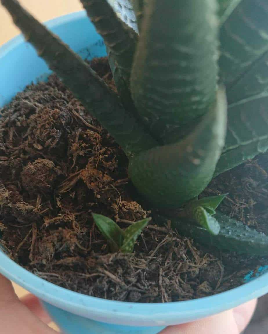 Choosing the Best Pots for Aloe Vera (With Examples) Gardener Report