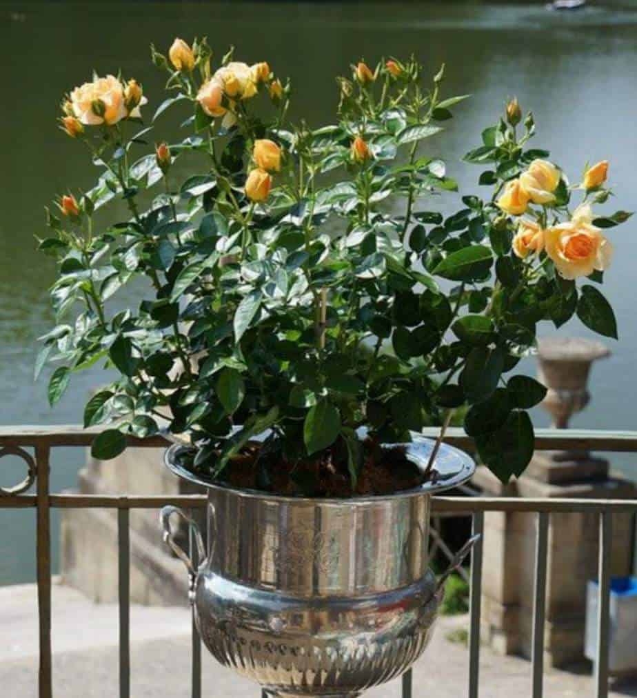 Choosing the Best Pots for Roses (With Examples) Gardener Report