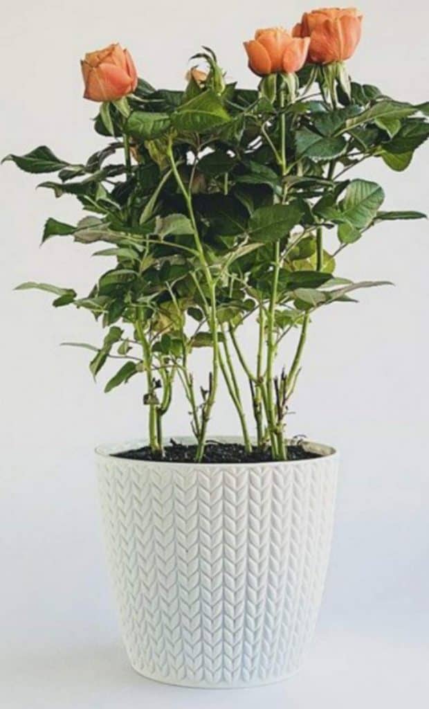 Choosing the Best Pots for Roses (With Examples) Gardener Report