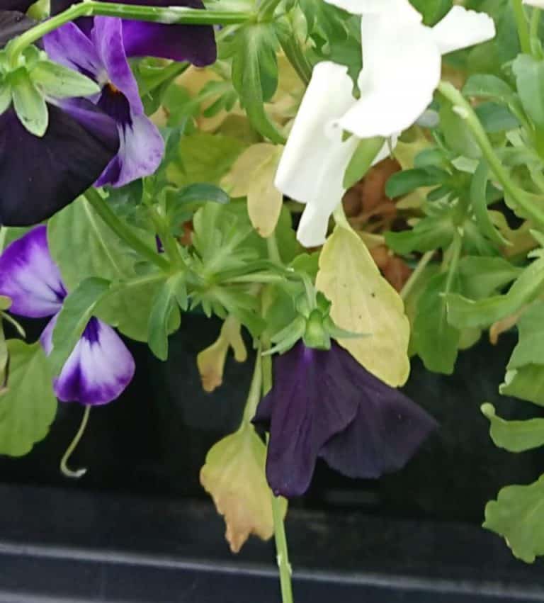 How to Revive Dying Petunias Gardener Report