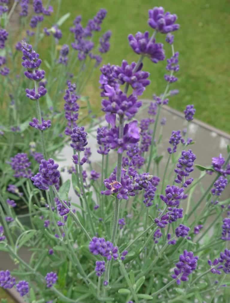 Lavender Care How to Grow Lavender in Pots and Containers Gardener