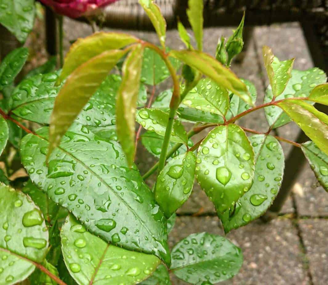 How to Revive a Dying Rose Bush Gardener Report