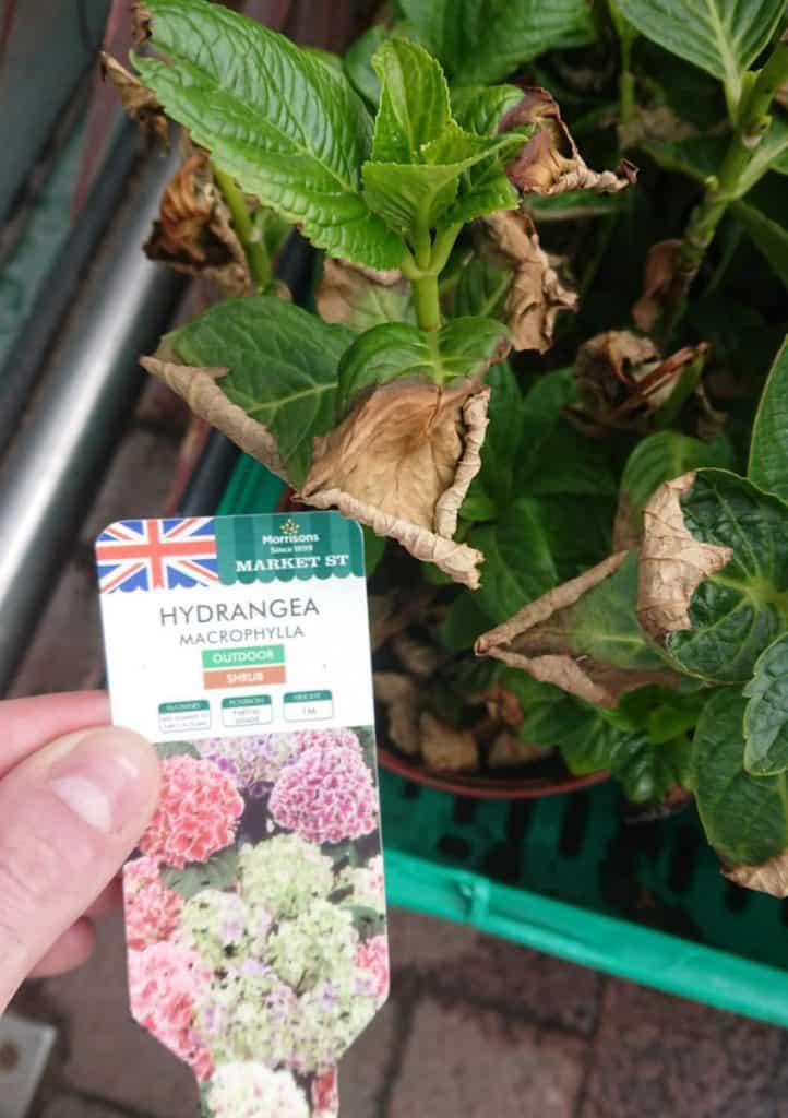 Hydrangea Turning Brown? (6 Solutions That Actually Work) Gardener Report