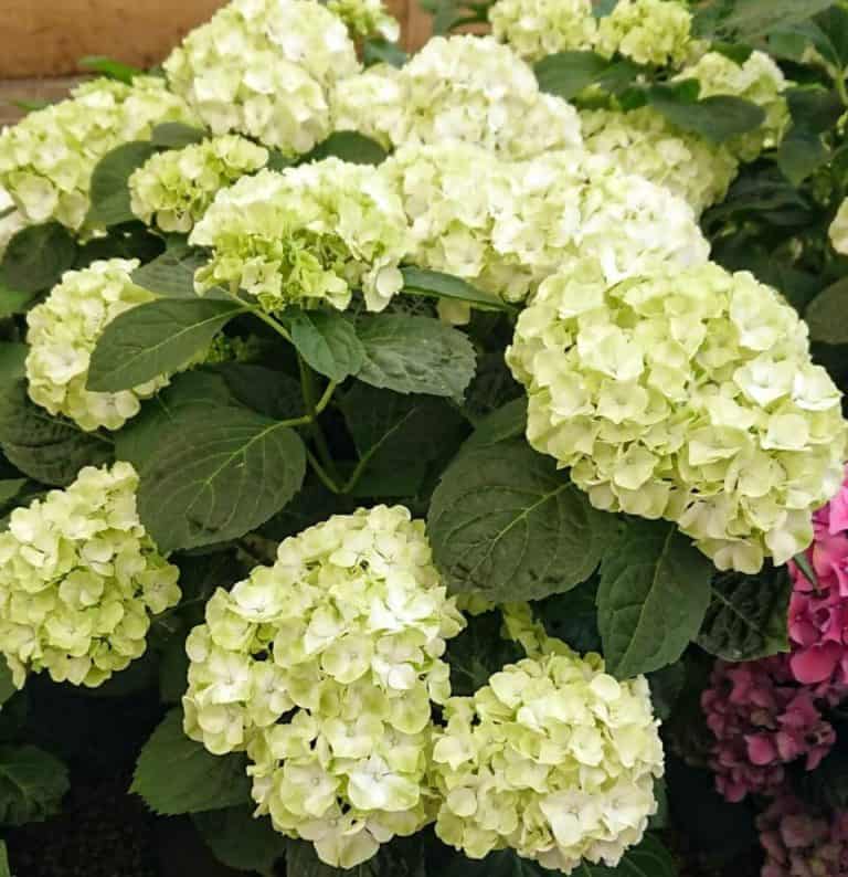 Hydrangea Turning Green? (3 Reasons) Gardener Report