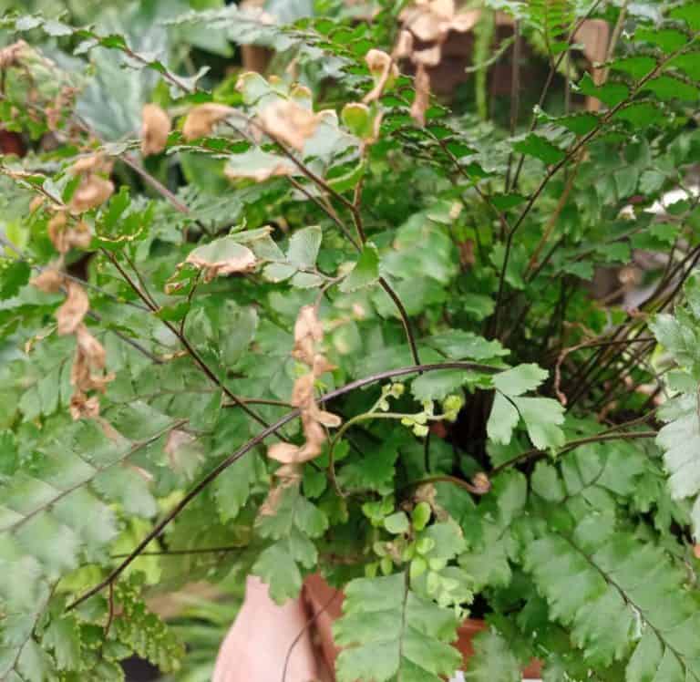 Fern Turning Brown? (6 Solutions That Actually Work) Gardener Report
