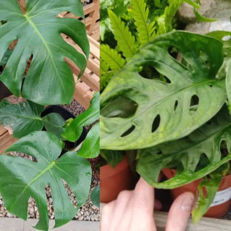 Monstera Plant Dying? (How to Revive it) Gardener Report