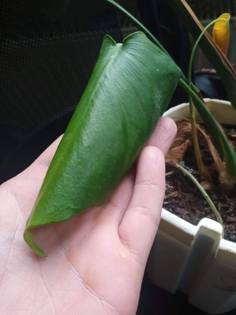 A monstera leaf that is drooping and curling inwards