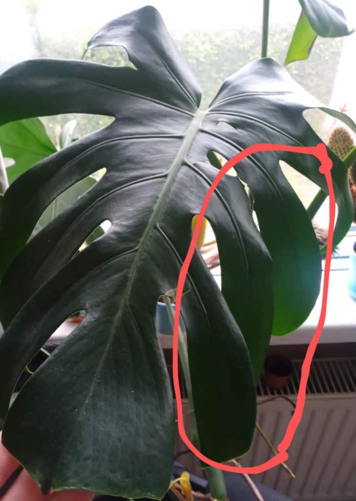 A monstera leaf that is starting to droop.