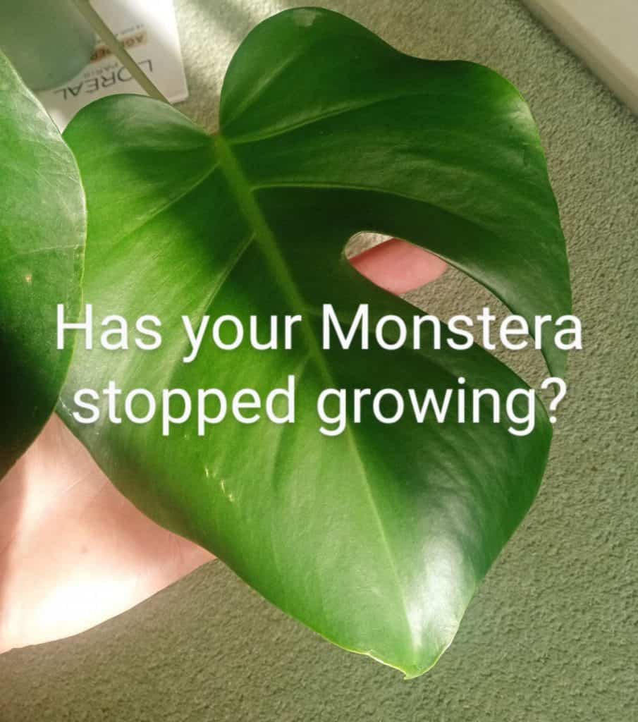 Monstera leaf that has stopped growing