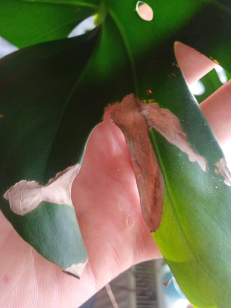 Monstera leaf that has turned brown in patches