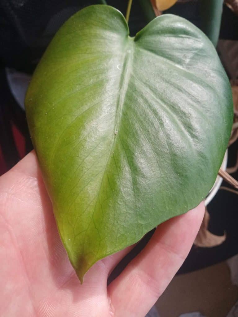 A revived monstera leaf that was drooping
