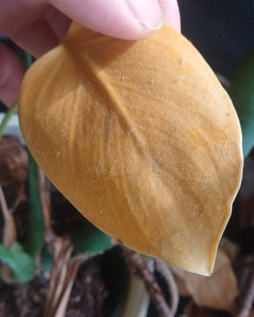 A yellow monstera leaf