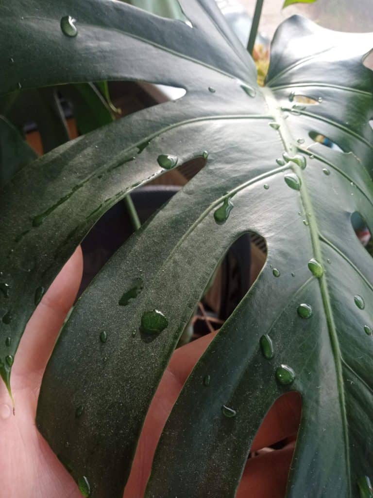A. monstera leaf that is sweating due to overwatering