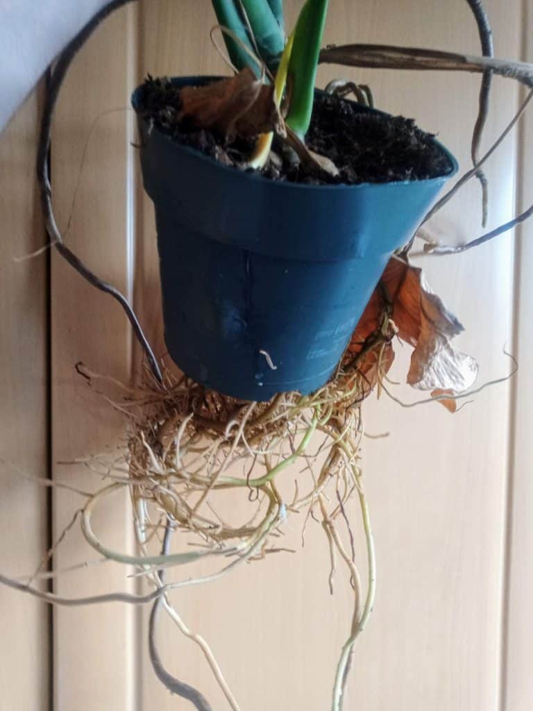 The roots of a monstera plant growing out the bottom of a pot