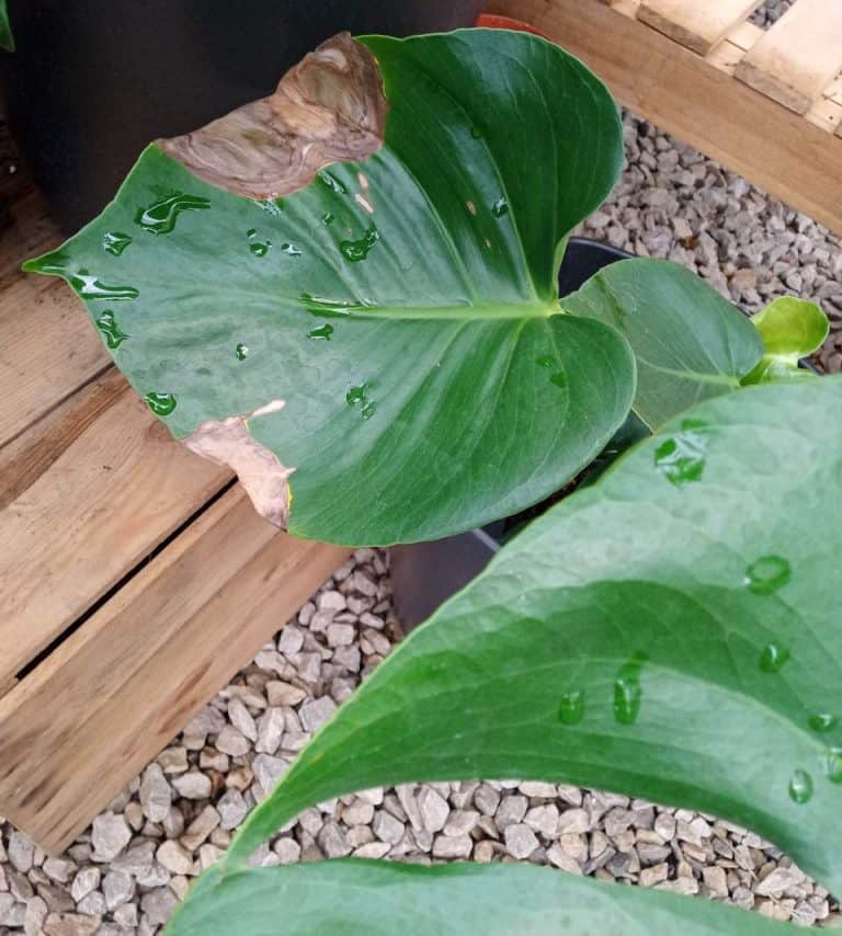 Monstera Plant Dying? (How to Revive it) – Gardener Report