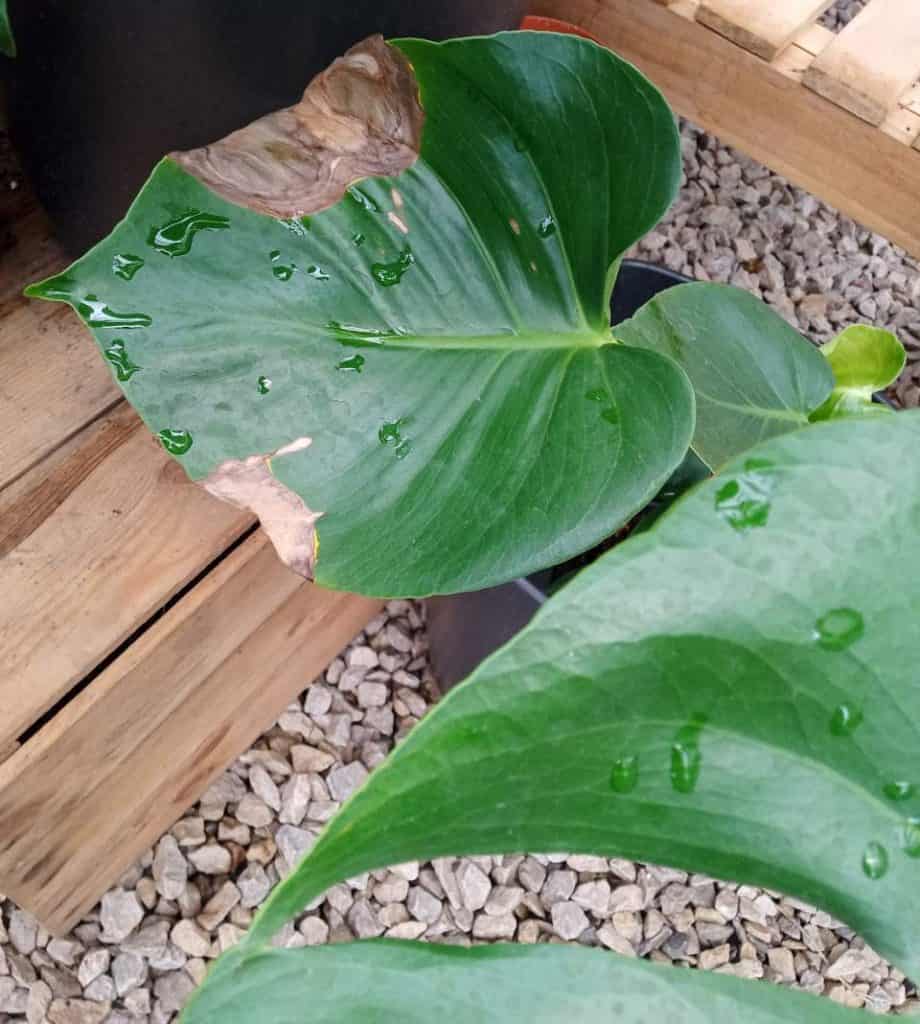 Monstera Plant Dying? (How to Revive it) Gardener Report