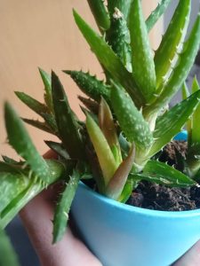 Aloe Plant Turning Brown? (How to Save it) Gardener Report