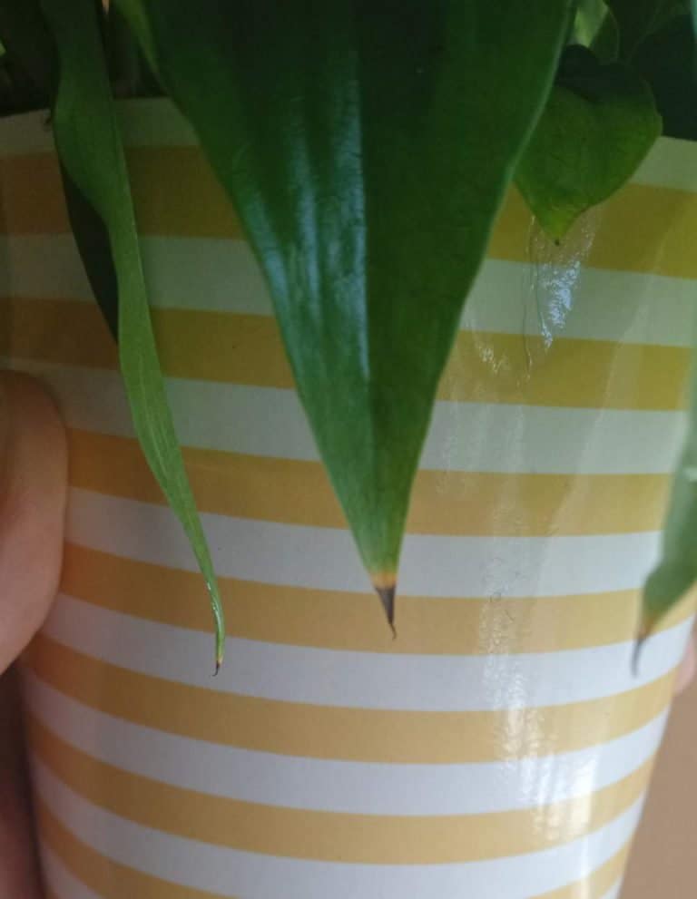 How to Revive a Drooping Peace Lily Gardener Report