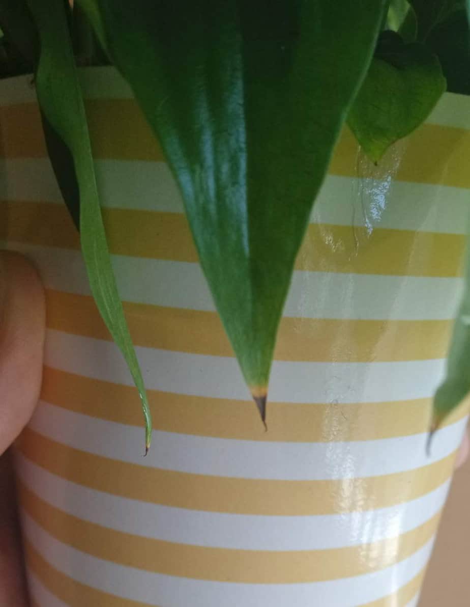 How to Revive a Drooping Peace Lily Gardener Report