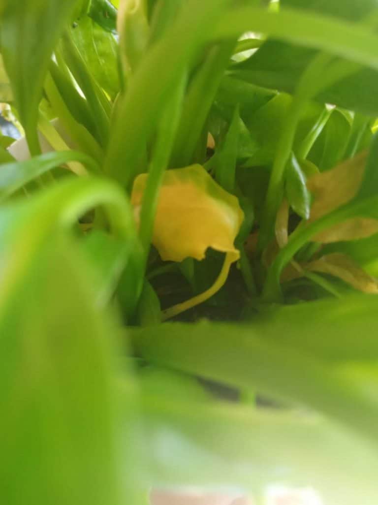 How to Save a Peace Lily with Yellow Leaves Gardener Report