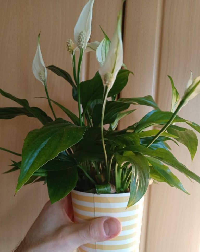 How to Revive a Drooping Peace Lily Gardener Report