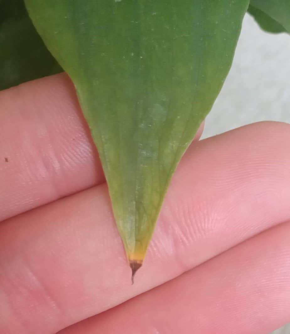 How to Fix a Peace Lily with Brown Leaf Tips Gardener Report