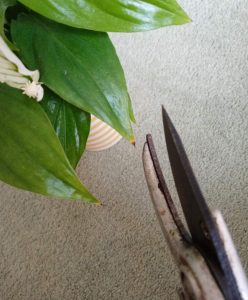 How to Fix a Peace Lily with Brown Leaf Tips – Gardener Report