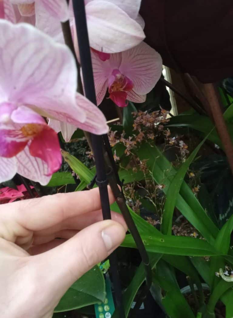 (6 Reasons) Why Orchid Flowers Fall Off Orchid Dropping Buds