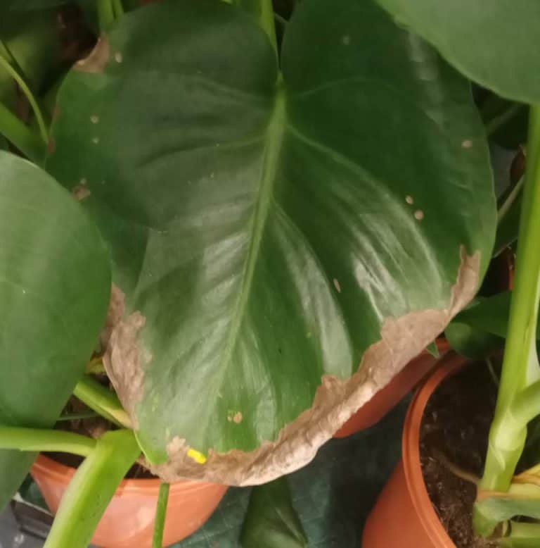 Monstera Leaves Turning Brown? (5 Solutions that Actually Work