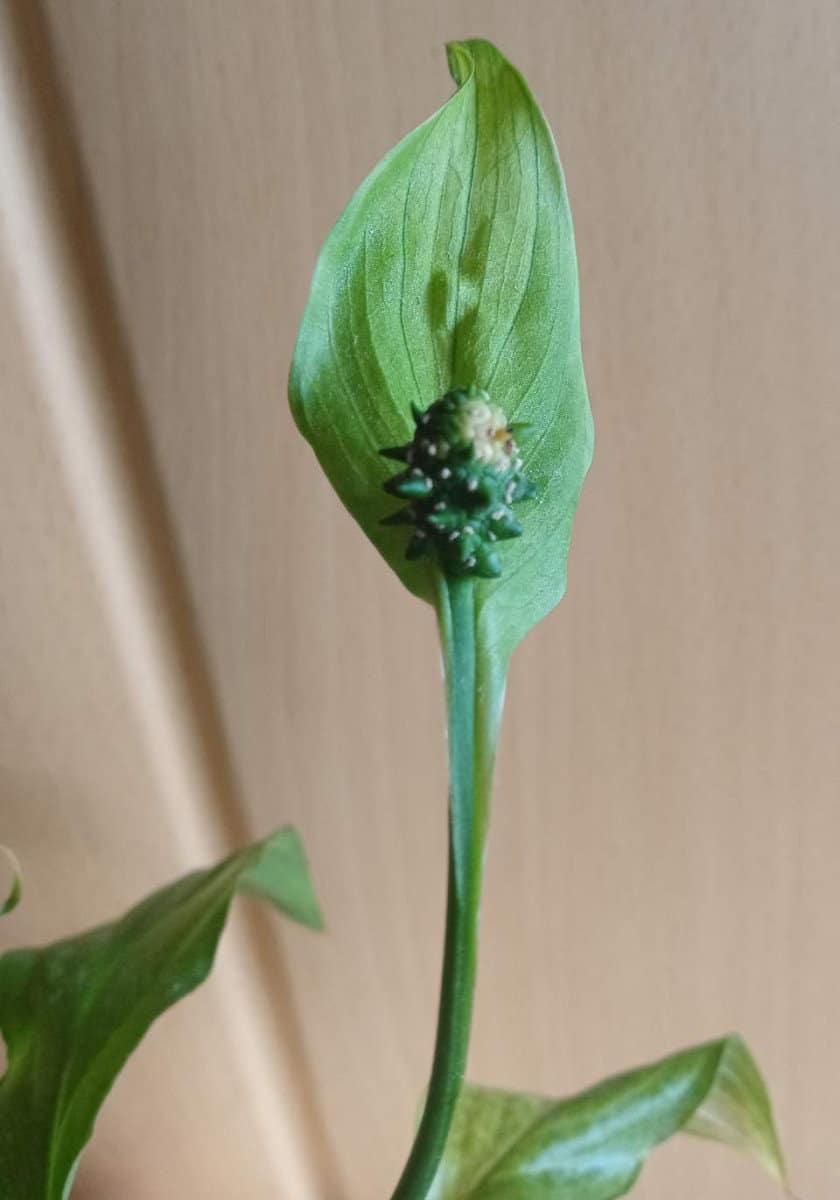 Peace Lily Not Flowering? (7 Solutions That Actually Work) Gardener