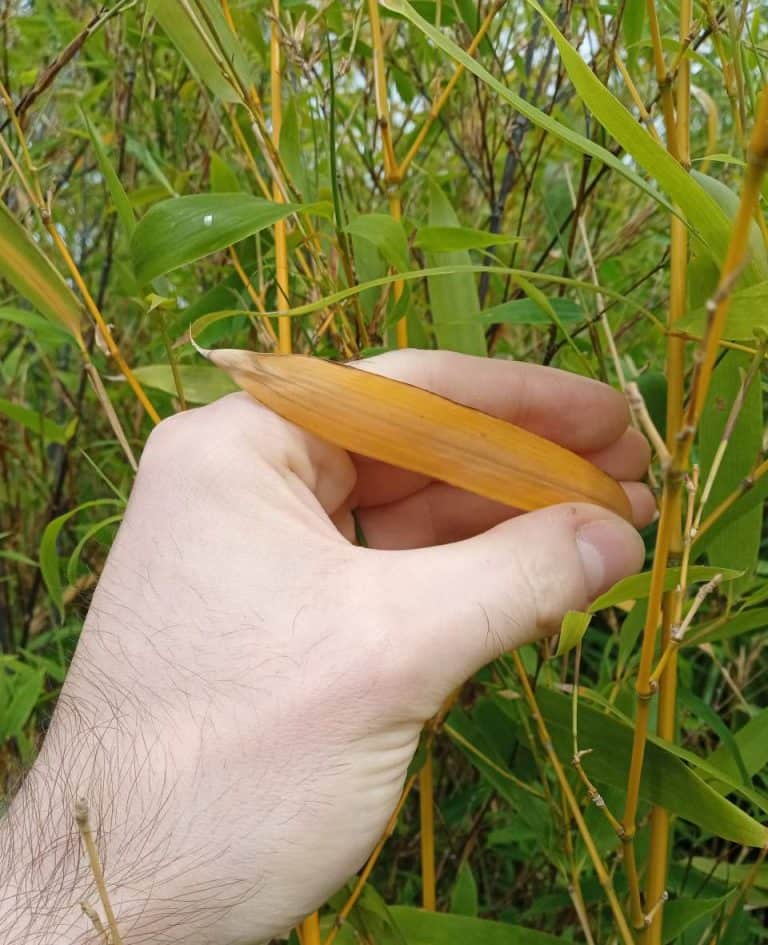 Outdoor Bamboo Leaves Turning Yellow? (How to Save it) Gardener Report