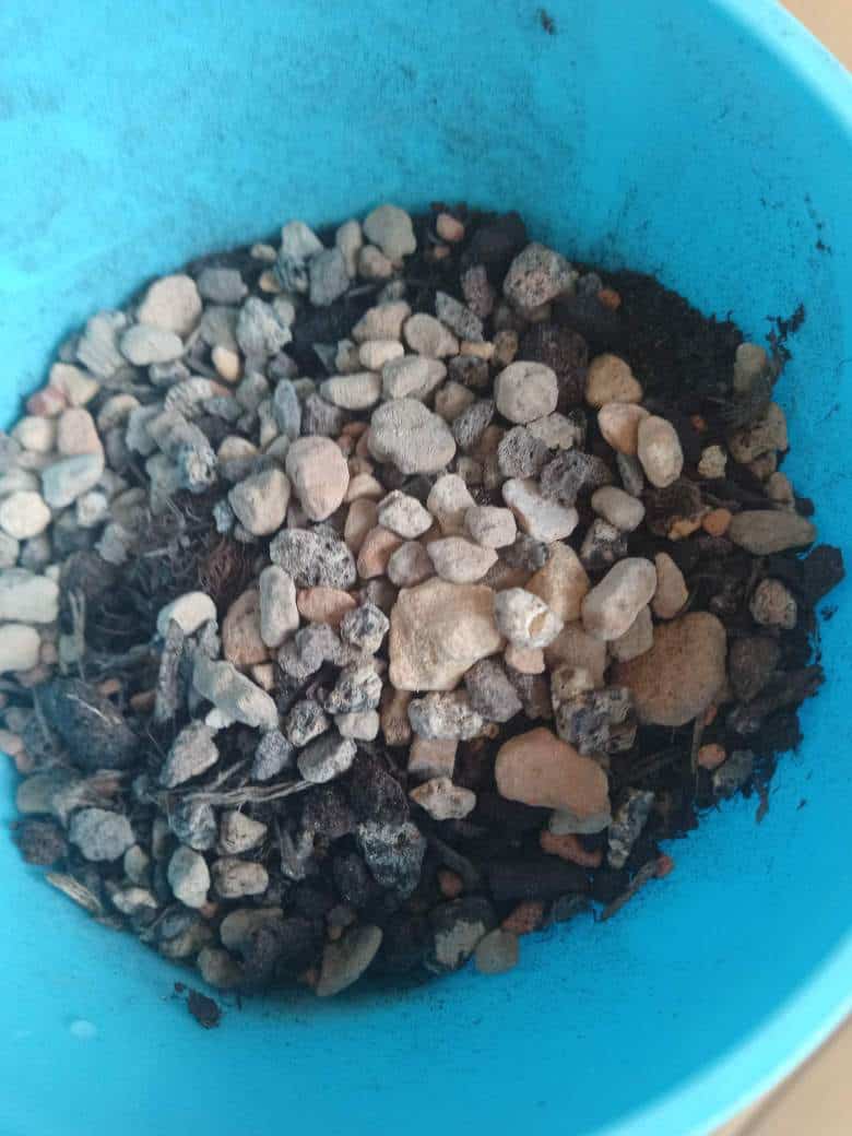 Why is My Cactus Dying? (How to Save it) Gardener Report