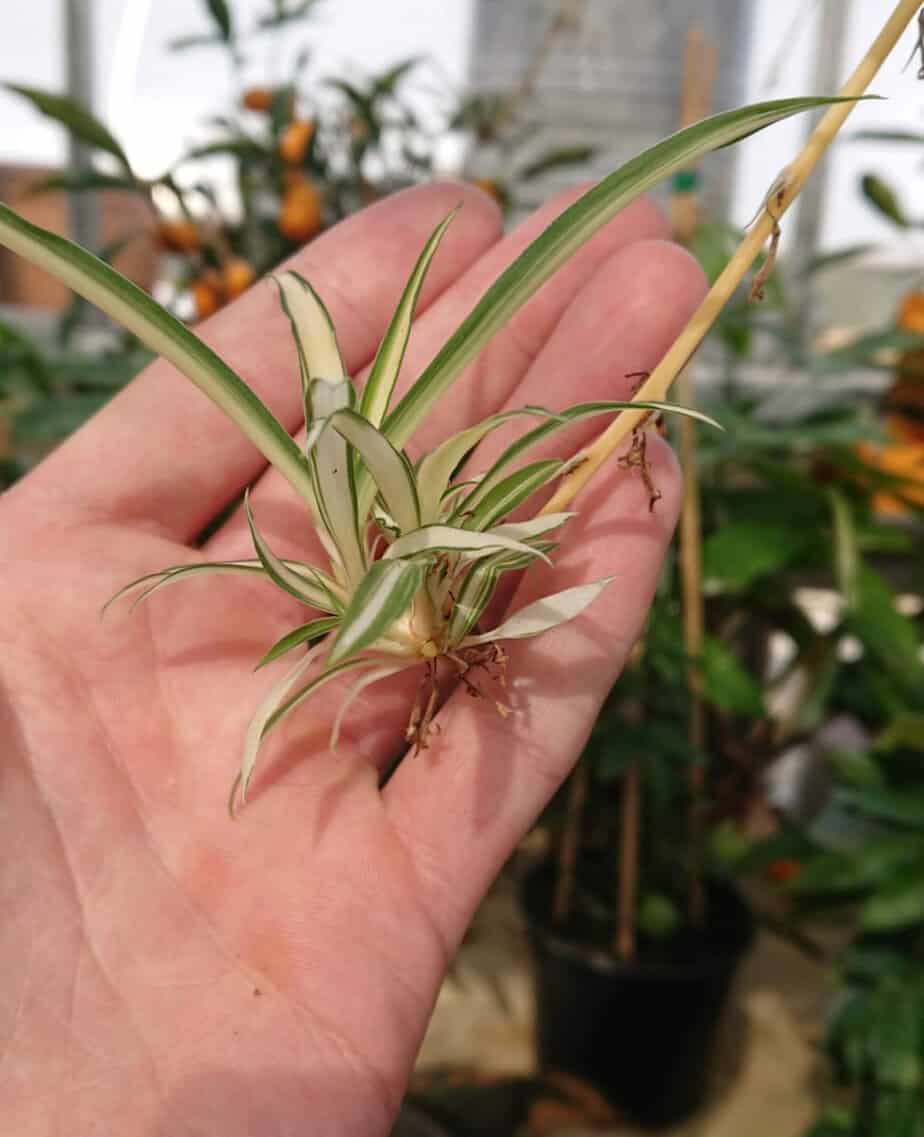 How to Save a Spider Plant with Brown Leaves and Leaf Tips Gardener Report
