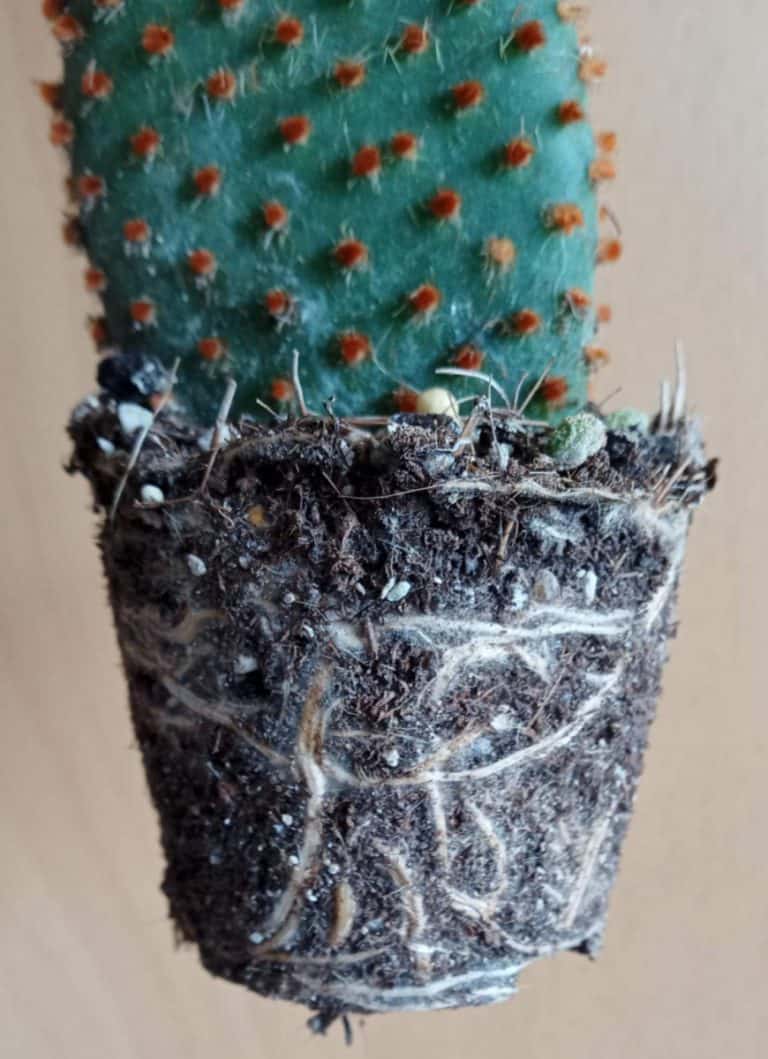 Why is My Cactus Dying? (How to Save it) Gardener Report