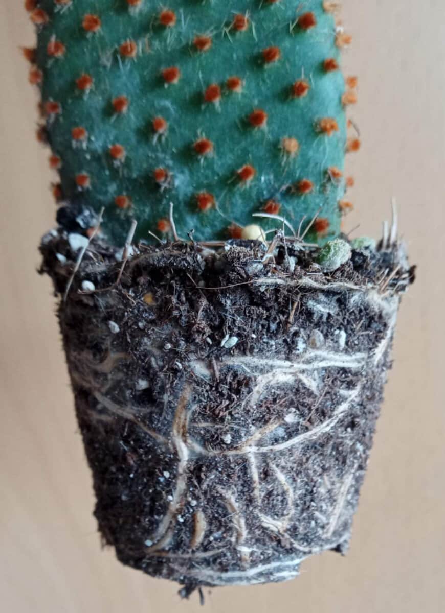Why is My Cactus Dying? (How to Save it) Gardener Report