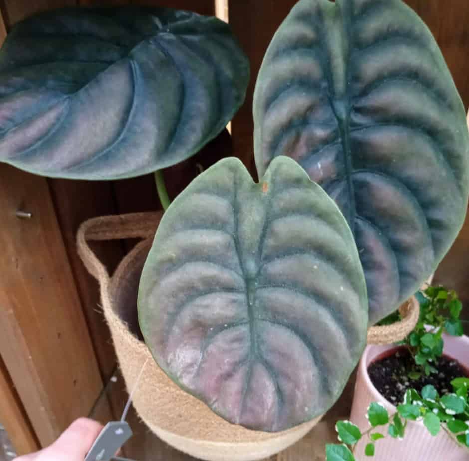 How to Revive a Dying Alocasia Houseplant Gardener Report