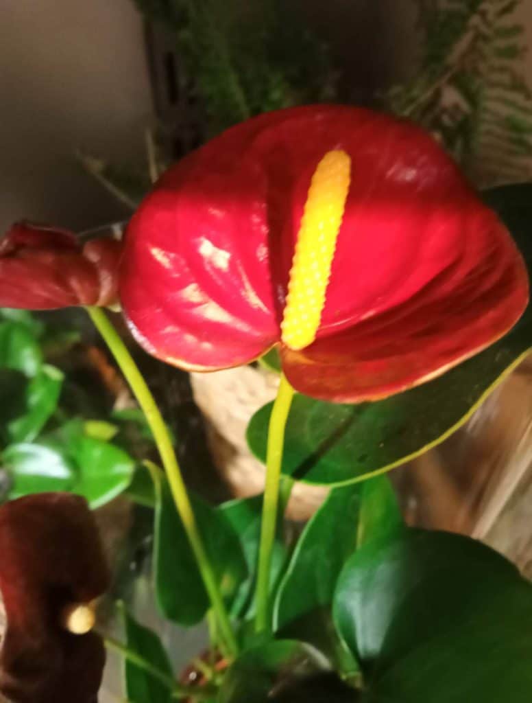 How to Revive a Dying Anthurium Plant Gardener Report
