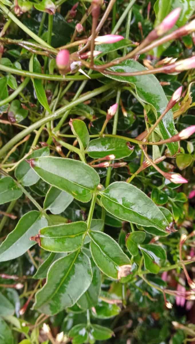 How to Revive a Dying Jasmine Plant Gardener Report