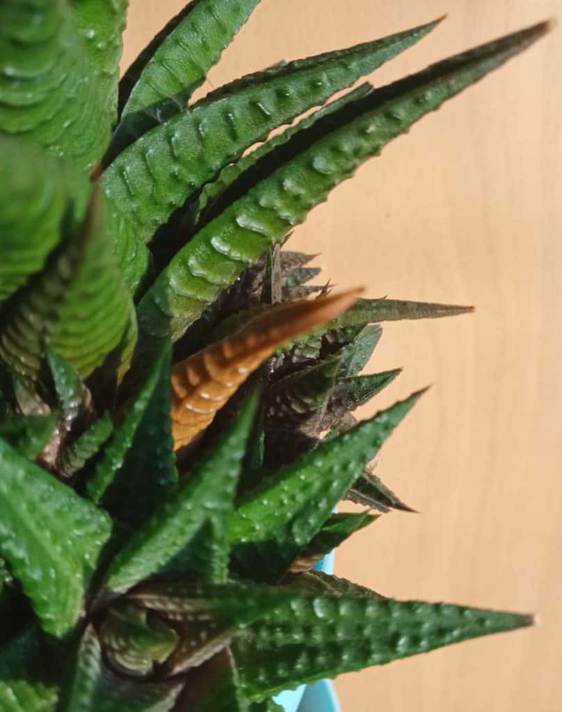 Why is My Succulent Dying? (6 Solutions that Actually Work) Gardener