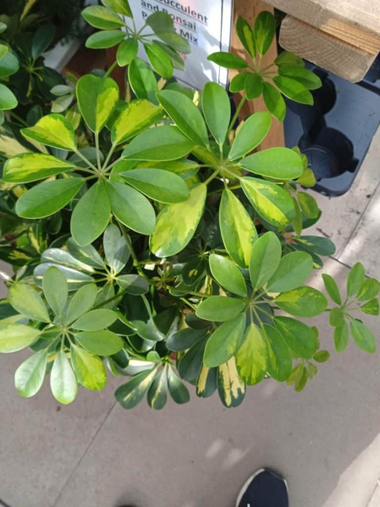 How to Revive a Dying Umbrella Plant (Schefflera) Gardener Report