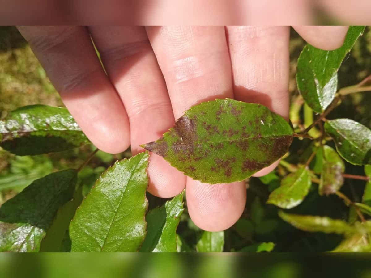 How to Revive a Dying Rose Bush Gardener Report