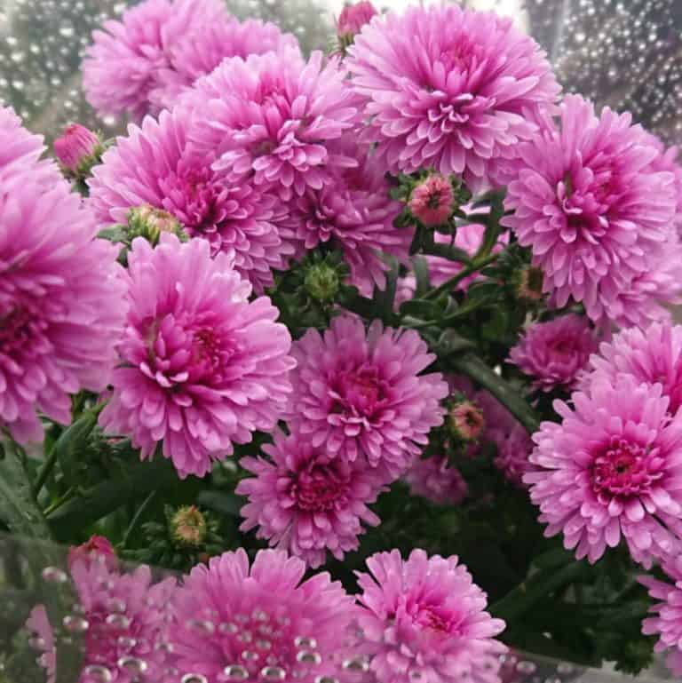 Chrysanthemum Dying? (How to Revive Dying Mums) Gardener Report