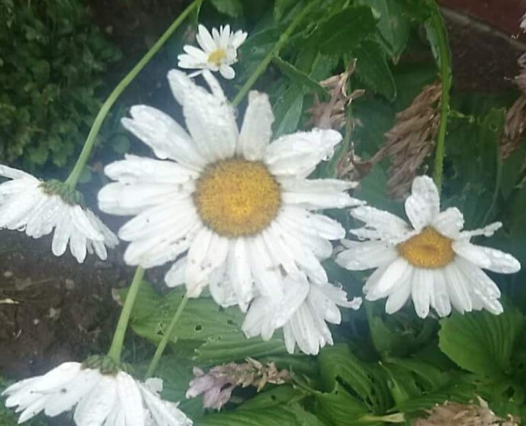 How to Revive Dying Daisies Gardener Report