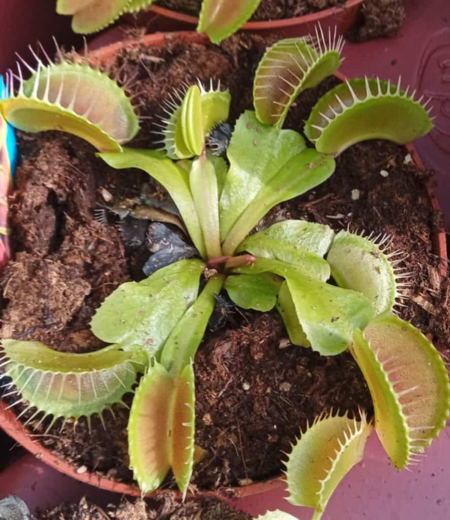 How to Care for Venus Fly Traps Indoors Guide) Gardener Report