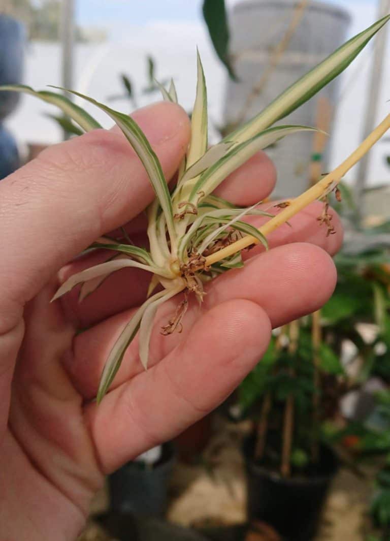 Spider Plant Care How to Grow Spider Plants Indoors Gardener Report