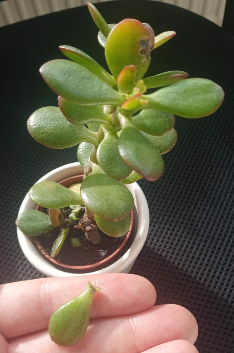 Jade plant losing leaves due to overwatering