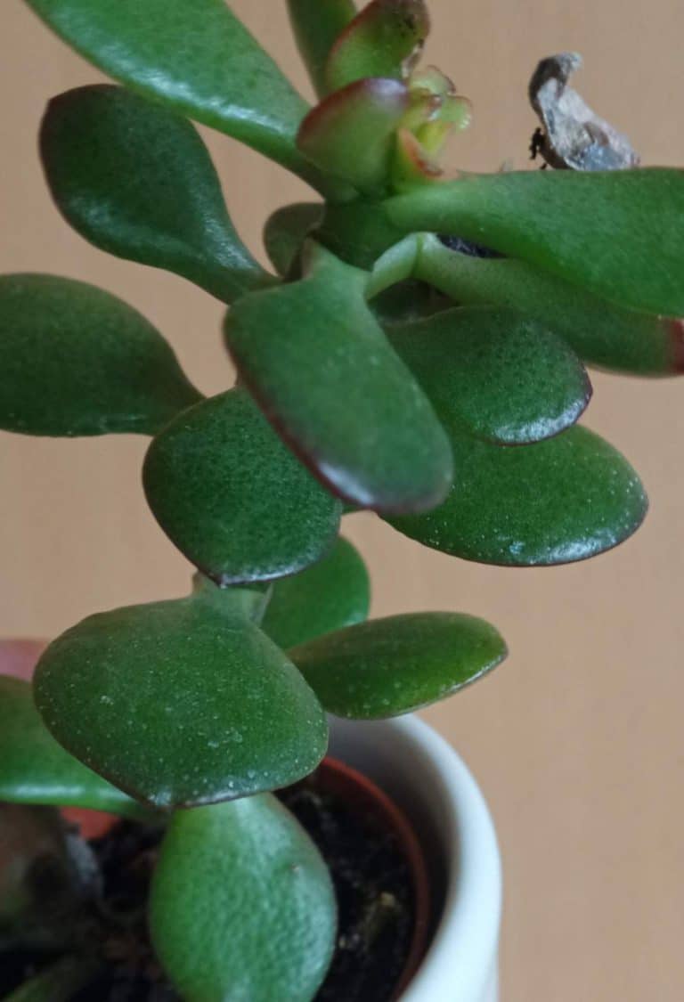 How to Grow Jade Plants (Indoor Care Guide) Gardener Report