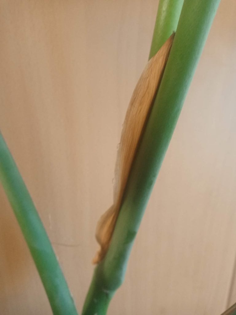 Monstera brown