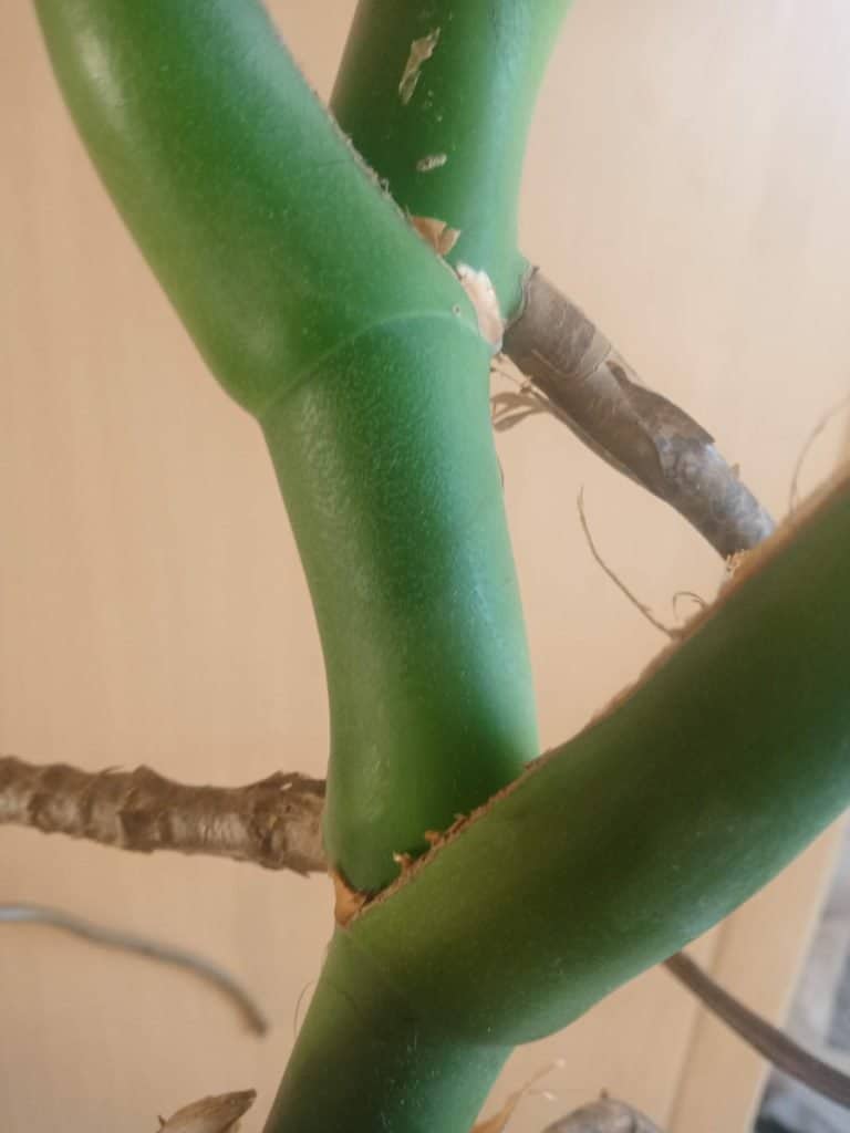 monstera turng brown