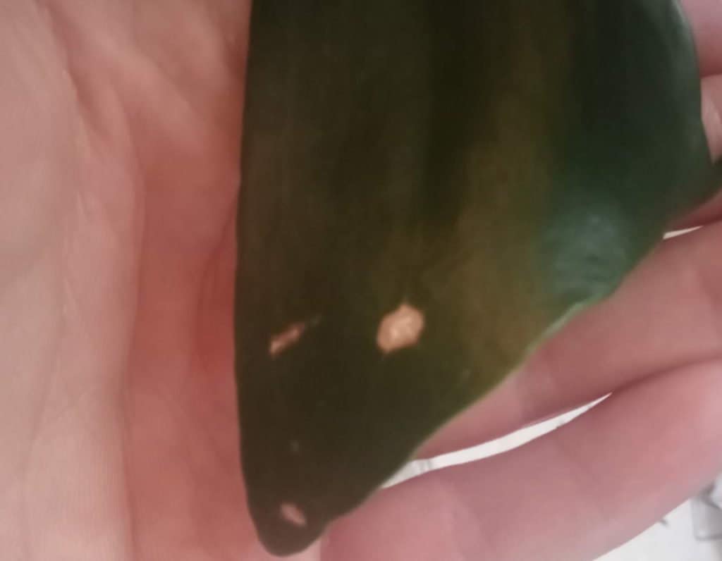 Monstera leaf with a brown spot